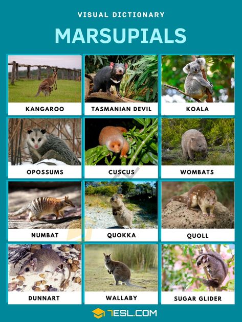 Types Of Bellies, Kangaroo Rat, Animals Name In English, Animals Information, Australia Animals, Photos Aesthetic, Animal Science, Animal Groups, Animal Baby