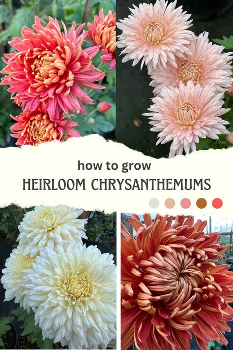 Chrysanthemum Varieties, Growing Chrysanthemums, Heirloom Chrysanthemums, Heirloom Mums, Chrysanthemum Growing, Chrysanthemum Garden, Garden Core, Chrysanthemum Seeds, Chrysanthemum Plant