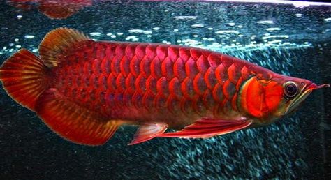 ikan: arwana red banjar Arwana Fish, Underwater Scenery, Fish Reference, Arowana Fish, Oscar Fish, Monster Fish, Ikan Air Tawar, Fish Gallery, Dragon Fish