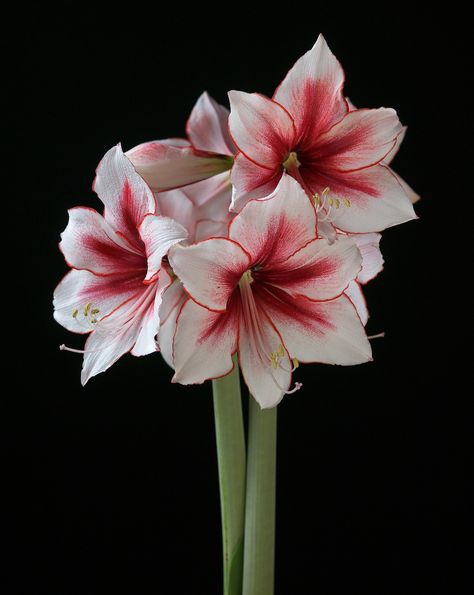 Temptation Amaryllis Plant, Amaryllis Flowers, Amaryllis Bulbs, Nothing But Flowers, Flower Therapy, Pretty Plants, Beautiful Flowers Pictures, Single Flower, Lily Flower