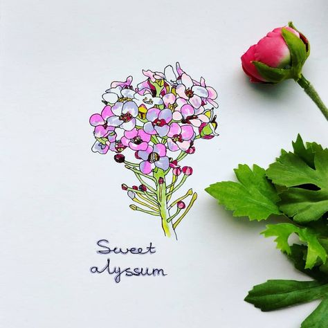 Small and cute sweet alyssum (Lobularia maritima) flower☺️ Drawn with art markers and fineliner pens ☺️ #illustration #illustrator… Sweet Alyssum Tattoo, Alyssum Flowers Drawing, Alyssum Tattoo, Alyssum Flower, Alyssum Flowers, Skin Color Tattoos, Sweet Alyssum, Novel Inspiration, Visual Library