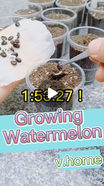 Seed to Flowers on Instagram: "Growing Watermelon: Tips and Techniques🍉 #planting #seeds #plants #watermelon #garden #gardening #plantlovers #gardenlovers #gardentips #gardenlife ##backyardgarden #plantcare #growtips" Watermelon Tips, Growing Watermelon, Watermelon Garden, How To Grow Watermelon, Growing Vegetables In Pots, Garden Hacks Diy, Vegetable Garden Planner, Small Vegetable Gardens, Vegetable Garden Planning