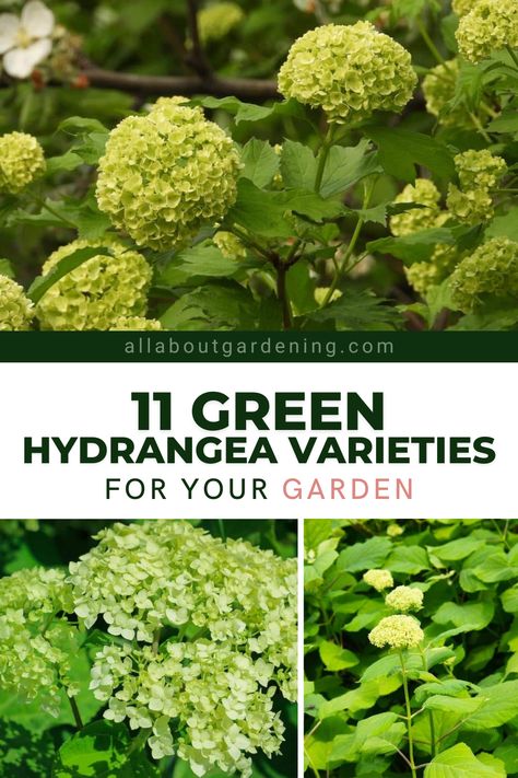 Lime Green Hydrangea, Shamrock Hydrangea, Perennial Bushes, Flower Planting Guide, Bungalow Garden, Hydrangea Green, French Hydrangea, Hydrangea Tree, Cut Garden