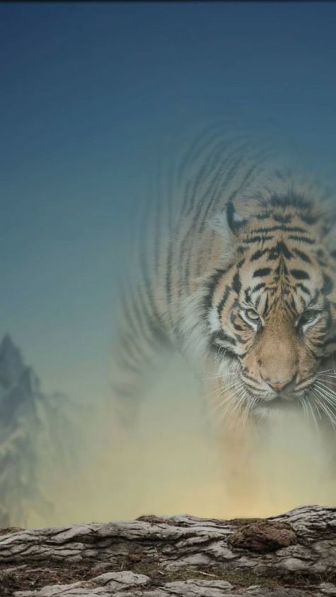 Shadow Tiger Photo Editing Background | HD Wallpaper for Editing Mass Background Hd, New Background Images Hd 4k, Mass Backgrounds For Editing, Wallpaper For Editing, Begraund Hd Editing Photo, Shadow Tiger, Photo Editing Background Hd, Tiger Photo, Photoshop Backgrounds Backdrops