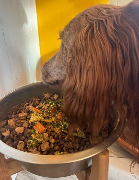 Homemade Dog Food in the Instant Pot - Vet Approved Homemade Dog Food Recipes Vet Approved Instant Pot, Dog Food Instant Pot, Instant Pot Dog Food Recipes, Food Instant Pot, Dog Food Recipe, Turkey Dogs, Freeze Greens, Canned Dog Food, Frozen Green Beans