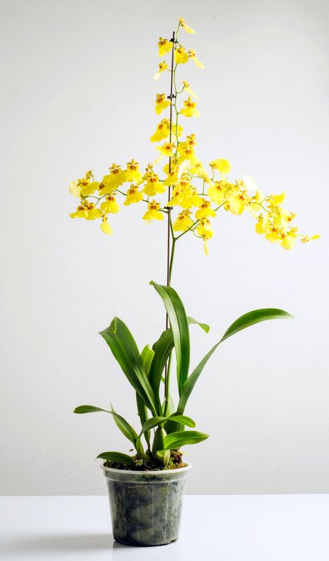 How To Care And Grow For Dancing Lady Orchid Dancing Lady Orchid, Oncidium Orchids, Orchid Roots, Types Of Orchids, Dendrobium Orchids, Wallpaper Flower, Peat Moss, Ornamental Plants, All About Plants