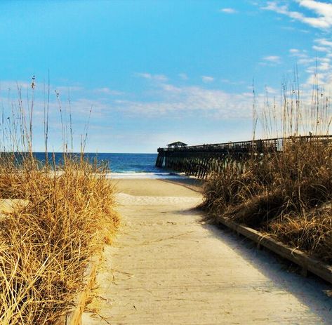 Thing to do: Myrtle Beach State Park Myrtle Beach Family Vacation, Myrtle Beach State Park, Myrtle Beach Boardwalk, Broadway At The Beach, Myrtle Beach Vacation, Best Campgrounds, South Carolina Beaches, Myrtle Beach South Carolina, Pawleys Island