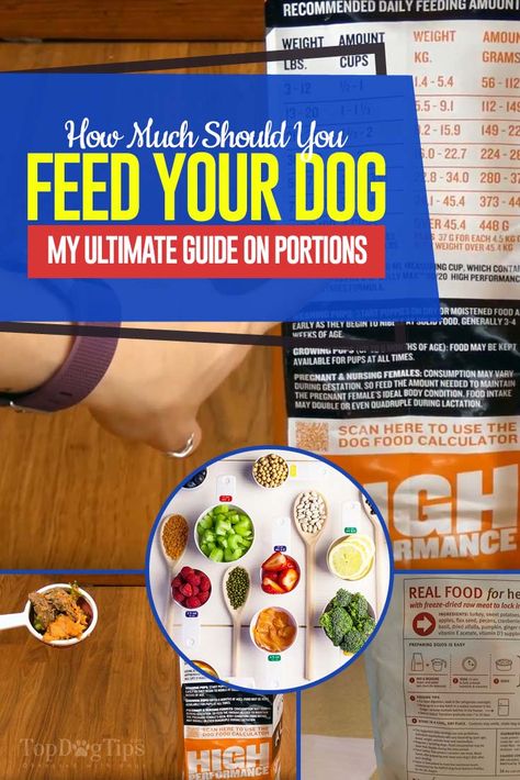 How Much to Feed a Dog: Accurate Feeding Guide for Dogs (with video) Dog Treats Homemade Recipes, Raw Dog Food Recipes, Dog Nutrition, Healthy Dog Food Recipes, Animal Nutrition, Homemade Dog Food, Dog Feeding, Dry Dog Food, Healthy Homemade