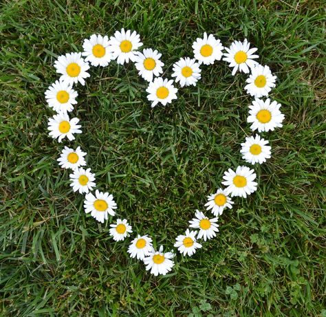 Daisy Nursery, Nursery Wedding, Daisy Art, Photo Wall Gallery, Daisy Love, Wall Photo, Flowers Photography Wallpaper, Instagram Ideas Photography, Photography Wallpaper