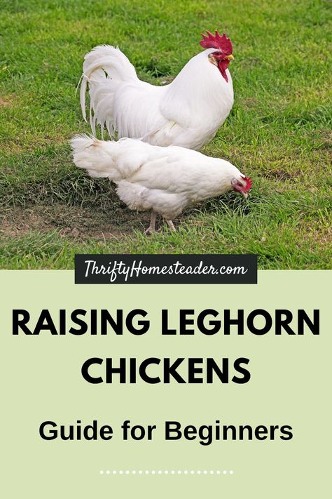 One of the most popular egg-laying breeds in the world, the Leghorn has exceptional laying ability, adaptability, and hardiness. If you are looking for a chicken who is a consistent layer, this is a great breed! Chicken Breeds For Eggs, Chickens And Goats, Leghorn Chicken, Rare Chicken Breeds, Sussex Chicken, Leghorn Chickens, Brahma Chicken, Cooking From Scratch, Egg Production