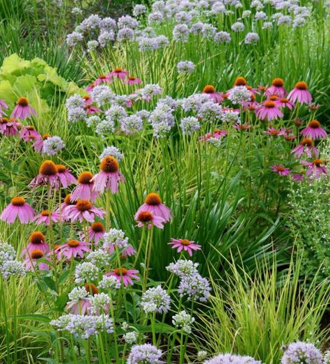 Rain Garden Plants - Grimm's Gardens Rain Garden Plants, Rain Garden Design, Trout Lily, Swamp Milkweed, Cardinal Flower, Echinacea Purpurea, Garden Help, Secret Gardens, Garden Images