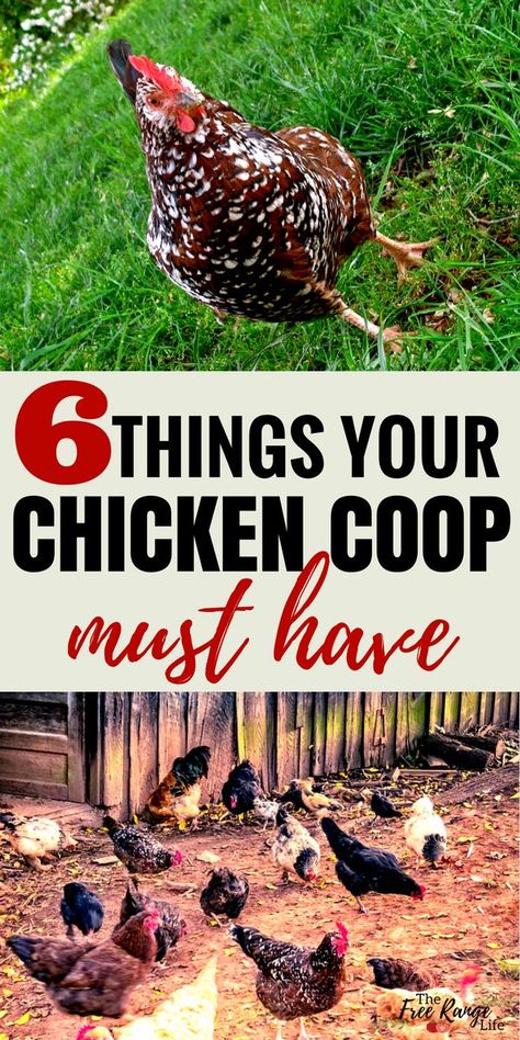 Chicken Coop Boxes Diy, Raising Backyard Chickens For Beginners, How To Set Up A Chicken Coop, How Many Chickens To A Coop, Setting Up A Chicken Coop, Chicken Outfits For Chickens, Chicken Coop For 2 Hens, Raise Chickens For Beginners Backyards, How To Make Chicken Coop