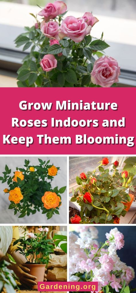 Miniature Roses Indoors, Mini Rose Bush Care, Mini Roses Care Indoor, Miniature Roses In Pots, How To Care For Roses, Indoor Rose Plant, Indoor Roses, Rose Bush Care, Propagating Roses