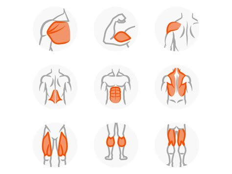 Workout muscle group icons by Simon Chalk Muscle Logo, Muscle Groups To Workout, Body Muscle Anatomy, Notion Ideas, Workout Design, Etsy Planner, Science Icons, Health Icon, Fitness Icon