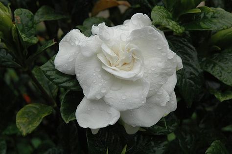 Everblooming Gardenia | Calloway's Nursery Everblooming Gardenia, Gardenia Jasminoides, Low Maintenance Shrubs, Gardening Zones, Garden Accents, Evergreen Shrubs, Extreme Heat, Ideas Garden, Green Foliage