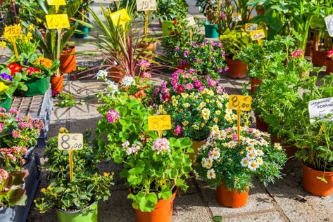 Plant Signs, Plant Room, Plant House, Starting Seeds Indoors, Invasive Plants, Plant Tags, Annual Flowers, Store Ideas, Plant Painting