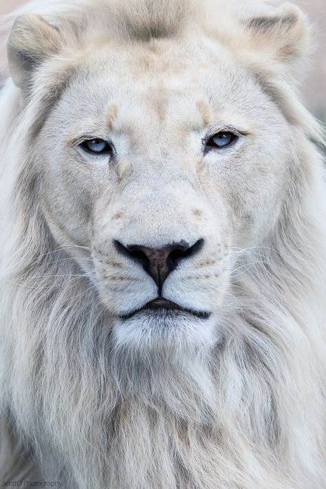 Beautiful White Lion  by Scott D Photography                                                                                                                                                                                 More Albino Lion, Nail Printer, Lion Photography, Lions Photos, Beautiful Lion, Lion Love, Albino Animals, Lion Wallpaper, Lion Images