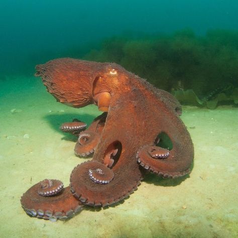 Oceana on Instagram: “The giant Pacific octopus is considered the largest octopus species in the world! The largest individual on record weighed an impressive…” Octopus Species, Pacific Octopus, Ocean Zones, Zoo Coloring Pages, Giant Pacific Octopus, Sea Holiday, Instagram Landscape, Three Hearts, Octopus Art