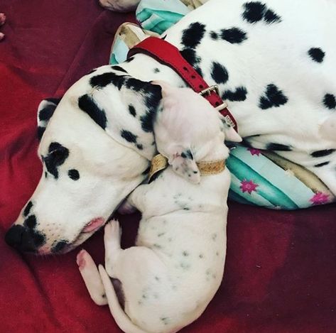 15 Incredible Facts About The Dalmatians: breed history, salient features, spotty details | PetPress Dogs White, Positive Qualities, Dalmatian Puppy, Pointer Dog, All My Heart, With All My Heart, Black Spot, Dalmatian, Facts About