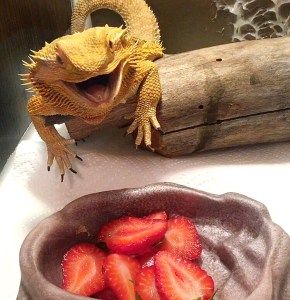 If you give your bearded dragon too much fruit, they may become spoiled and refuse vegetables. Bartagamen Terrarium, Bearded Dragon Terrarium Ideas, Bearded Dragon Tattoo, Bearded Dragon Diy, Bearded Dragon Enclosure, Bearded Dragon Terrarium, Bearded Dragon Funny, Bearded Dragon Food, Bearded Dragon Cage