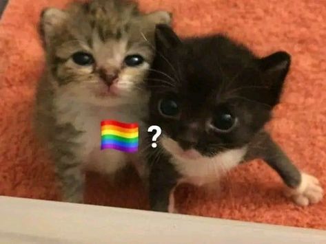 Ur Gay, Happy Pride Month, Silly Cats Pictures, Happy Pride, Cat Character, Cat Icon, Silly Animals, Fb Memes, Silly Cats