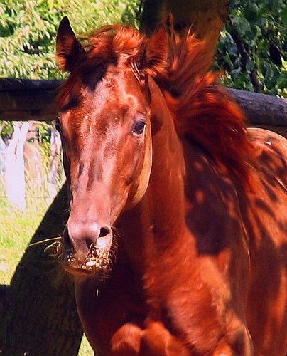 Now this is a red horse! Red Horse Aesthetic, Red Mustang, Mare Horse, King Horse, Gorgeous Horses, Red Horse, Bay Horse, Red Fur, Horse Aesthetic