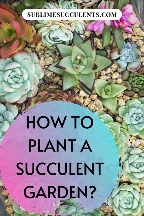 Putting together a succulent garden is a worthwhile project. Sublime Succulents is here to show you how it’s done. There are some choices to be made throughout the process. Don’t get stressed over making the right decision because no matter what you do you will be pleased with the results. We will show you how to design the garden. You will see the array of cactus that are available to choose for planting. Then we will take you through planting the succulents in optimal conditions. Read more... Multiplier Des Plantes Grasses, Secret Garden Ideas, Succulents Ideas, Succulent Rock Garden, Garden Ideas Diy, Succulent Garden Landscape, Outdoor Garden Ideas, Succulent Landscape Design, Succulent Garden Design