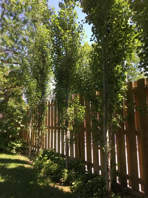 Narrow Trees For Privacy, Narrow Trees For Small Yards, Tree Line Landscaping Backyards, Large Privacy Trees, Low Growing Trees, Screening Trees Privacy, Hedge Trees Privacy Screens, Trees To Hide Neighbors, Best Trees To Plant Along Fence