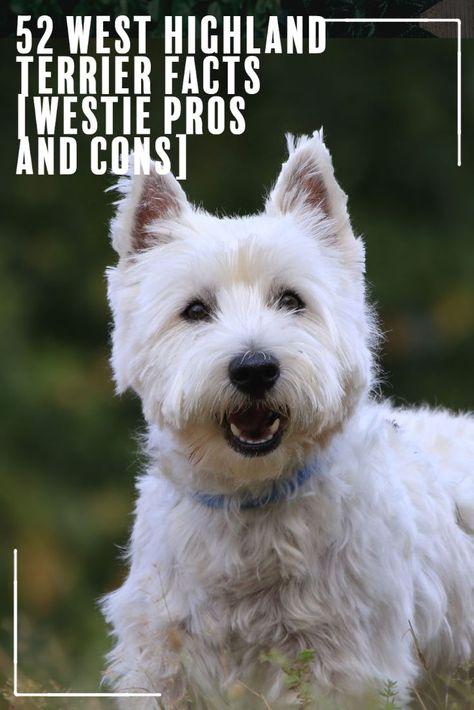 Westin Terrier Dogs, White Terrier West Highland, Western Highland Terrier, White Terrier Puppy, White Westie Dog, Westie Dogs West Highland Terrier, Western Terrier, Westland Terrier, Westie Tattoo