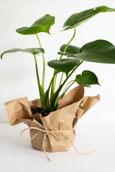 Monstera deliciousa plant Gift A Plant Ideas, How To Package Plants For Shipping, Packaging Plants Ideas, Plant Bussines Idea, Gift Plants Ideas, Plant Gifts Ideas, Plant Packaging Ideas, Plant Gift Ideas Diy, Plant Business Ideas