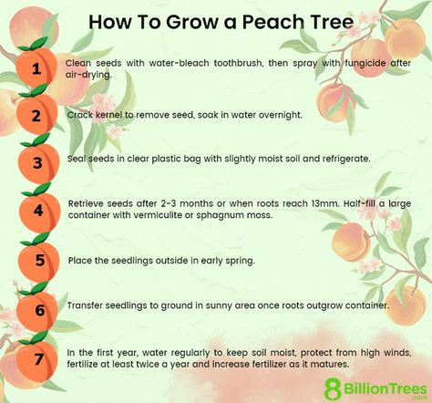 How To Start A Peach Tree From A Pit, How To Grow A Nectarine Tree From A Pit, How To Plant A Peach Pit, How To Grow A Peach Tree From Seed, Growing A Peach Tree From A Pit, Growing Peaches From Pits, How To Grow Peaches From Pits, Peach Tree From Pit, How To Grow A Peach Tree From A Pit