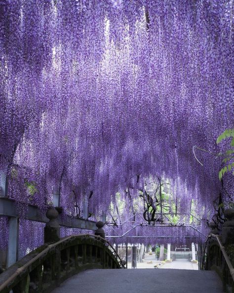 Wisteria Vines, Wisteria Garden, Fantasy Angel, Wisteria Tree, Purple Wisteria, Purple Trees, Gambar Figur, Japan Aesthetic, Eco House