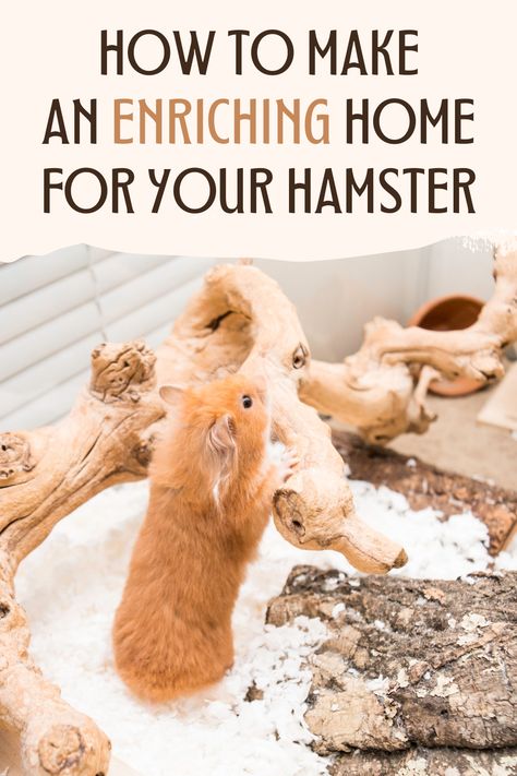 Best Hamster Cage Ideas, Enrichment For Hamsters, Hamster Enclosure Ideas Diy, Hamster Set Up Ideas, Hamster Cage Set Up, Hamster Habitat Ideas, Hamster Cage Inspiration, Syrian Hamster Cage Ideas, Hamster Enrichment Ideas