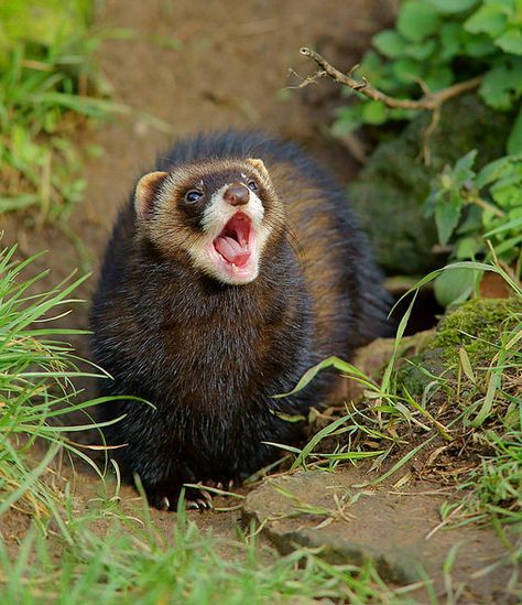 Scottish Polecat European Polecat, Cute Ferrets, Eclectic Witch, British Wildlife, Art Model, Doberman, Ferret, Otters, Wild Cats