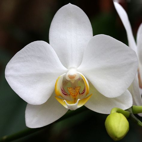 White Orchid with Yellow Center by twg1942, via Flickr Moon Orchid, White Orchid Bouquet, Rose Color Meanings, Birds Of Paradise Plant, Orchids Painting, Orchid Photography, Photography Tips And Tricks, Gladiolus Flower, Gold Orchid