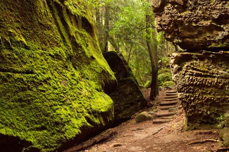 Dismals Canyon: An uncommon sanctuary - This Is Alabama Dismals Canyon Alabama, Giant Boulder, Canadian Hemlock, Natural Bridge, Tourist Attraction, Hiking Trails, Beautiful Landscapes, Constellations, Alabama