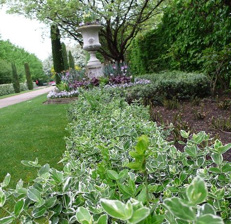 Euonymus fortunei hedging. Gardenista Shady Border, Euonymus Fortunei, Farm Landscaping, Landscape Renovation, Garden Hedges, Contingency Plan, Living Art, Garden Living, Yellow Bird