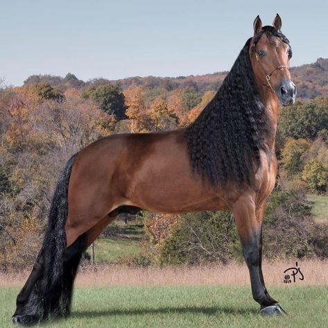 Tennessee Walking Horse Tennessee Walker Horse, Tennessee Walker, Horse Poses, Horses Painting, Horse Reference, Tennessee Walking Horse, Horse Coats, Saddle Horse, Pony Breeds