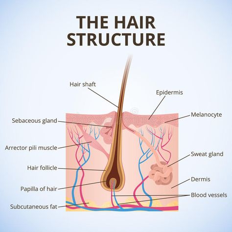 Nail Vector, Cosmetology State Board Exam, Biology Anatomy, Nail Tech School, Skin Anatomy, Hair Science, Human Body Organs, Hair Structure, Skin Advice