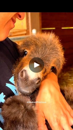 1.1K views · 32K reactions | Mini Donkey 😍🫏, a very precious breed #cutepetclub #animals #minidonkey |  | seemsprecious · Original audio Minature Donkey, Donkey Breeds, Donkey Breeding, Mini Donkeys, Mini Donkey, Miniature Donkey, Busy Boards, Mini Pony, Busy Boards For Toddlers