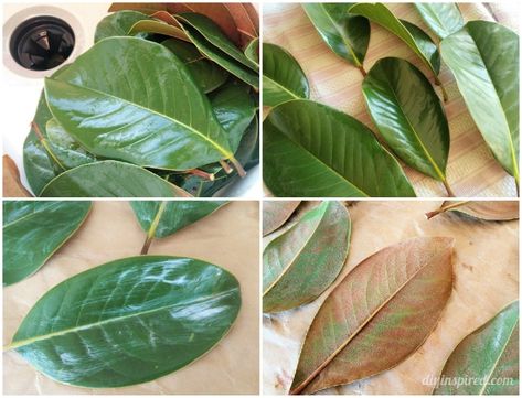 How to Preserve Magnolia Leaves How To Preserve Magnolia Leaves With Glycerin, Preserving Magnolia Leaves With Glycerin, How To Preserve Leaves With Glycerin, How To Dry Leaves For Decoration, How To Preserve Leaves With Mod Podge, How To Dry Greenery, Fresh Magnolia Wreath Diy, How To Dry Magnolia Leaves, Preserve Leaves With Glycerin