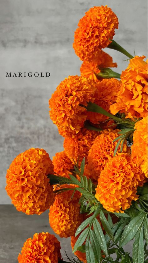 Marigold Flower Aesthetic, Orange Flowers Aesthetic, Marigold Aesthetic, Nails Acrylic Flower, Nails Summer Flowers, Patio Vegetable Garden, Marigold Wallpaper, Backyard Aesthetic, Vegetable Garden Layout