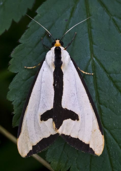 Image result for haploa clymene close up Moth Cloak, Clymene Moth, Skull References, Bug Taxidermy, Cute Moth, Cool Insects, Moth Art, Cool Bugs, Butterfly Poster