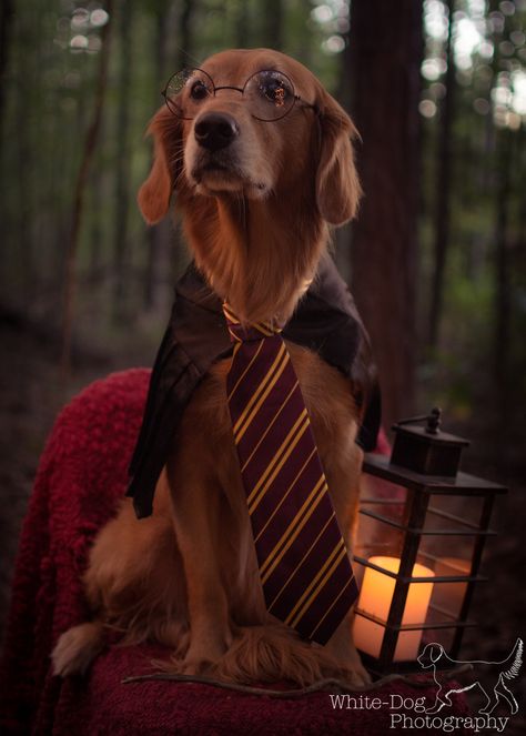 Harry Potter Dog Costume Harry Potter Dog Photoshoot, Dog Harry Potter, Harry Potter Dog Costume, Golden Retriever Costume, White Dog Photography, Harry Potter Outfit, Dog Costume Ideas, Harry Potter Kostüm, Harry Potter Dog