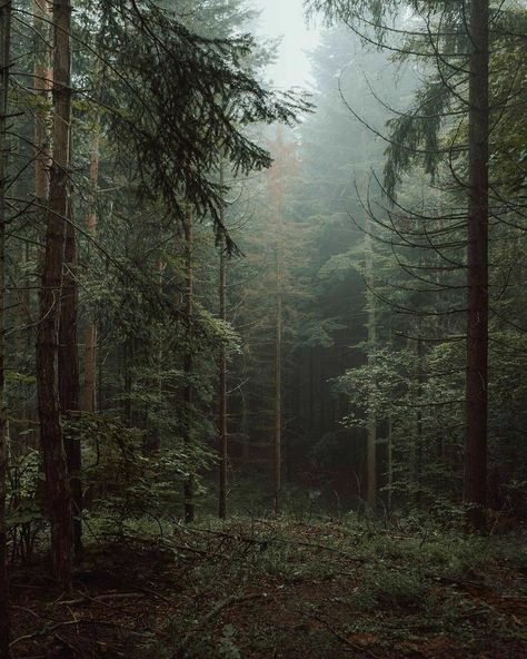 Sunlight Forest, Morning Forest, Landscape Autumn, Dark Forest Aesthetic, Morning Photography, Jungle Forest, Forest Core, Boreal Forest, Mystical Forest