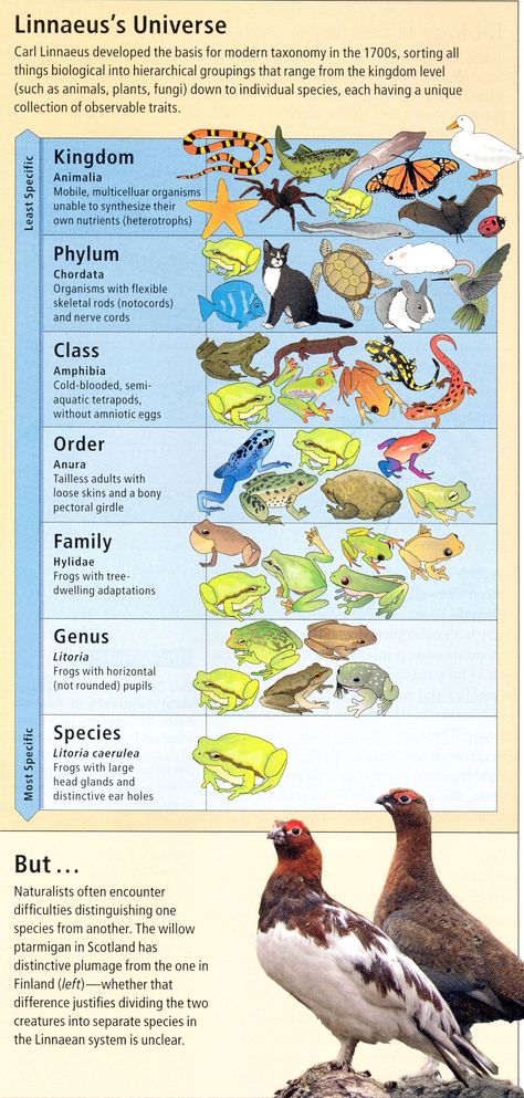 Carl Linnaeus developed modern species sorting Carl Linnaeus, Living Things, Anthropology, Authors, Animals, Quick Saves