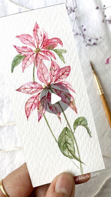 Bluebellarts by Padmini on Instagram: "Simple poinsettia in watercolour, easy to paint! 
Happy new week everyone! xx 💗

Painted with watercolour @winsorandnewton 
Brush @princetonbrush round size 2
Cold pressed 300gsm watercolour @archespapers
 
#watercolorillustration #watercolorpainting #watercolorvideotutorial 
#flowerbouquet #mutedandmoody 
#colourfulflowers #floralpattern #flowerdesign 
#artdaily #artreels #reelitfeelit #reels #transition #instareels #paintings #watercolorartefact #watercolorbookmarks #watercolorflowers #astheticart #artasthetics #botanicalart #illustrationnow #watercolor_guide #nofilter #paintingprocess #paintingreels #wildflowerwatercolor #watercolorartist #instareels #floralartist #illustrationnow #bluelove" Watercolour Cards Simple, Watercolour Easy, Watercolor Guide, Easy To Paint, Happy New Week, Watercolor Bookmarks, Painting Process, Watercolor Cards, Cold Pressed