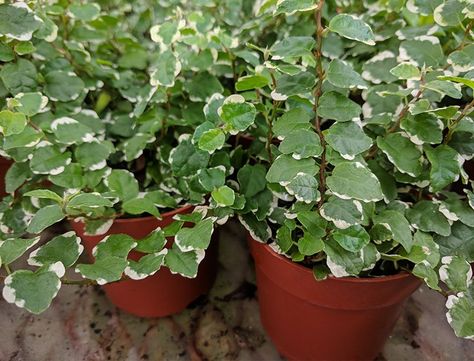 Creeping Fig On House, Creeping Fig Indoor, Creeping Fig Plant, Ficus Elastica Propagation, Ficus Tineke Care, Rubber Fig Plant, Basement Suite, Plant Diy, Creeping Fig