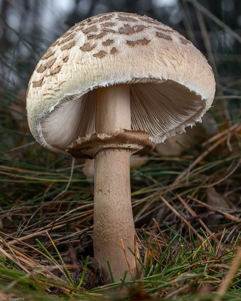 Fungi Photography, Fungi Images, Mushroom Photos, Mushroom Photo, Mushroom Photography, Wild Mushroom Photography, Botanisk Illustration, Toadstool Mushroom, Forest Mushrooms