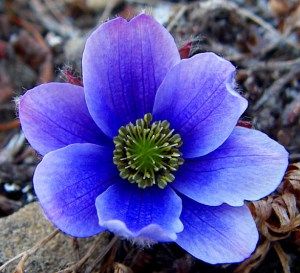 One of the flowers that has adapted to the freezing temperatures Arctic Plants, Tundra Plants, Arctic Flowers, Arctic Tundra, Rock Flowers, Arctic Wolf, Blue Garden, Flower Names, Plant Drawing